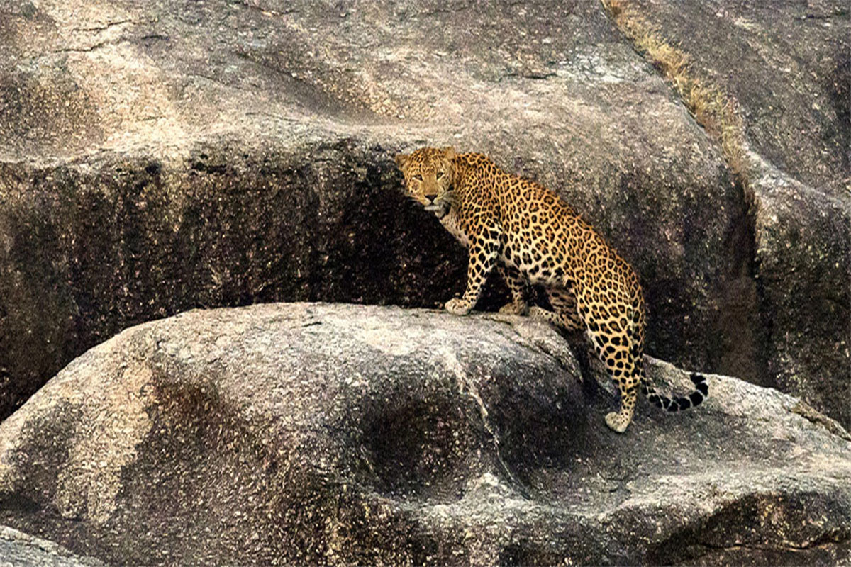 Wildlife Sanctuary